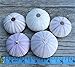 Nautical Crush Trading Sea Urchins Shells for Air Plants - 5 Purple (1.5-2.5