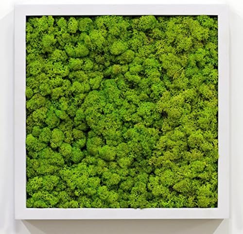 Scandia Moss 'Framo' Organic & Functional Interior Decor - Cladonia Stellaris Panel + Frame : :Interior Decor: Spring Green 55 - White Frame