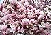 Forrest's Pink Magnolia Tree Seeds 35 Seeds Upc 646263361658