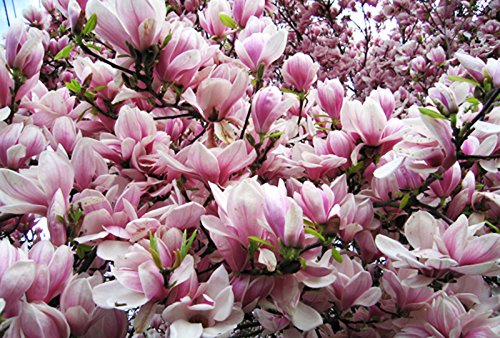 Forrest's Pink Magnolia Tree Seeds 35 Seeds Upc 646263361658