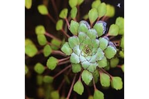 Mainam Mosaic Plant Ludwigia Sedoides Bundle US Nursery Live Aquarium Plants Decorations Freshwater Fish Tank Aquatic Plant3 Days Pond Tropical