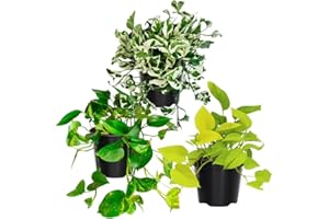 TANKDA 3 Mix Pothos Live Plants, Live Pothos Plant, 3 to 5 Inc Tall, Indoor House Plants Vine Outdoor, Hanging Basket, 4 Inc Potted