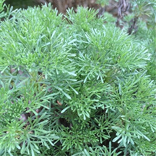 蚊よらずハーブ アルテメシア サザンウッド オーストラリアでは蚊が嫌がる植物として有名です 細く青みがかったシルバーリーフを肌にこすりつけたり 切り口から出る樹液を使います 虫除け のハーブとして有名なワームウッドの1種です 栽培は容易で非常に強く 高温