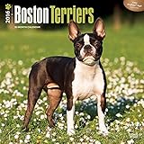 Boston Terriers 2016 Wall Calendar