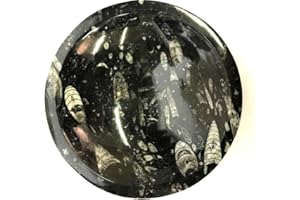 Zentron Crystal Collection Orthocera Bowl Fossil Prehistoric Specimen 8" Dia