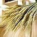YSBER 100 PCS Dried Branch Wheat &Drying of Natural Wheat Stem for Christmas Natural Wedding Home Office Decor … (Wheat)