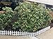 allFENZ White Vinyl Picket Border Fence 12