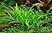 AquariumPlantsFactory 10+ Dwarf Sagittaria Subulata Carpet Foreground Freshwater Live Aquarium Plants BUY2GET1FREE