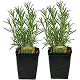 Live Rosemary Plant - Set of 2 Hardy Rosemary Arp Plants Grown Organic Non-GMO USA Great Container Herbs Shipped Potted