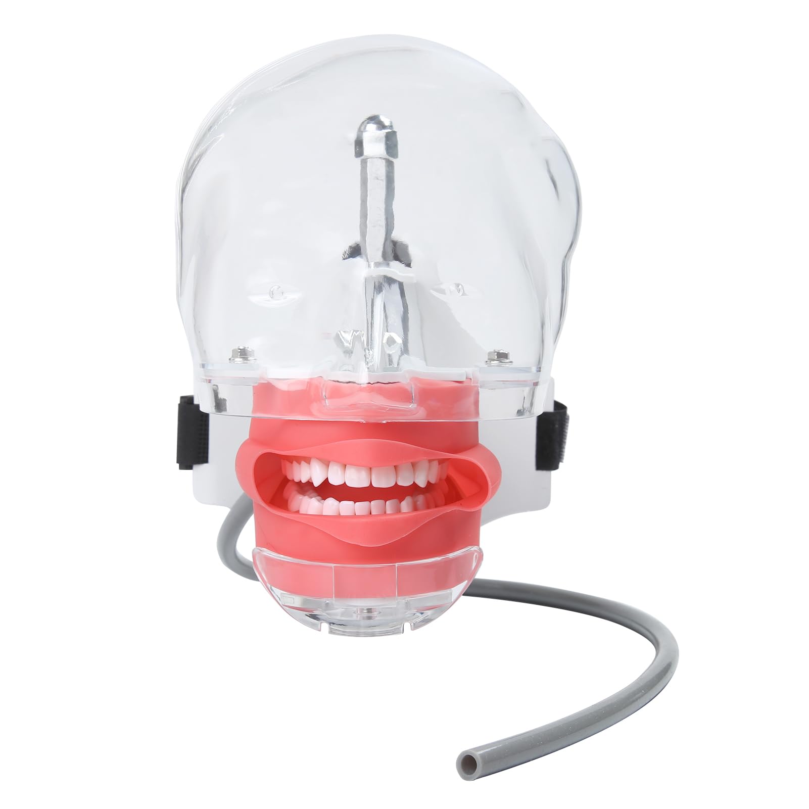 Photo 1 of Dental Simulator Manikin Phantom Head Manikin Realistic Cheeks with 360-Degree Rotation of The Head Detachable Artificial Teeth for Teaching and Learning(Bandage Type)