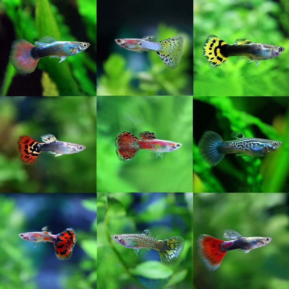 Amazon 熱帯魚 ミックスグッピー 外国産 約3cm ペア 生体 観賞魚 水中生物 通販