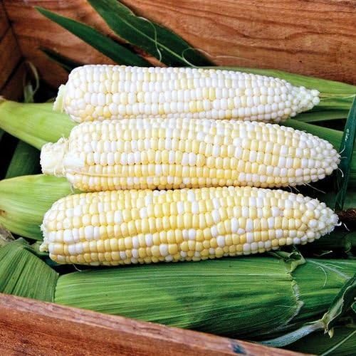 Organic Non-GMO Who Gets Kissed Sweet Corn - OPEN-POLLINATED - Garden Vegetable Seed for Planting (price includes shipping)