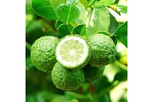 QAUZUY GARDEN 10 Wild Bergamot Fruit Seeds - Non-GMO Fruit Seeds- Perennial Citrus Fruit Seed to Plant Home Garden- Easy to Grow- Grow Your Own Fruit Tree