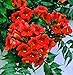 Rare Dark Red Hummingbird Trumpet Vine! HARDY! 20 seeds! HummingBirds Love It!
