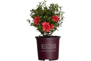 Encore Azalea Autumn Princess (1 Gallon) Pink Flowering Shrub - Full Sun Live Outdoor Plant