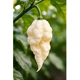 Jays White Ghost Scorpion JPGS Hot Pepper Premium Seed Packet