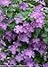 Jolly Good Clematis - 4" Pot - Proven Winners