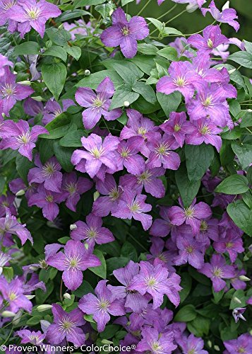 Jolly Good Clematis - 4 Jolly Good Clematis - 4