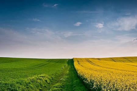 Amazon Co Jp 特大 ポスター フィールドトレイルグラス空夏風景 壁紙ウォールステッカーポスター 594x4mm Generic