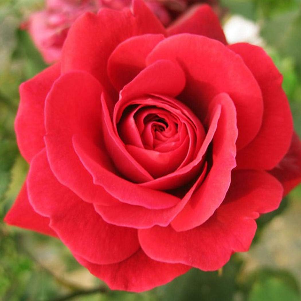 LEANO Garden - 20PCS Rose Flower Seeds Perennial Home Gardening Balcony Decor Potted Plant Flower Seeds