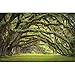 GREAT ART Large Photo Wallpaper – Oak Avenue – Picture Decoration Landscape Summer Forest Mystic Oaks Quercus Fairy Tale Alley Park Branches Image Decor Wall Mural (132.3x93.7in - 336x238cm)