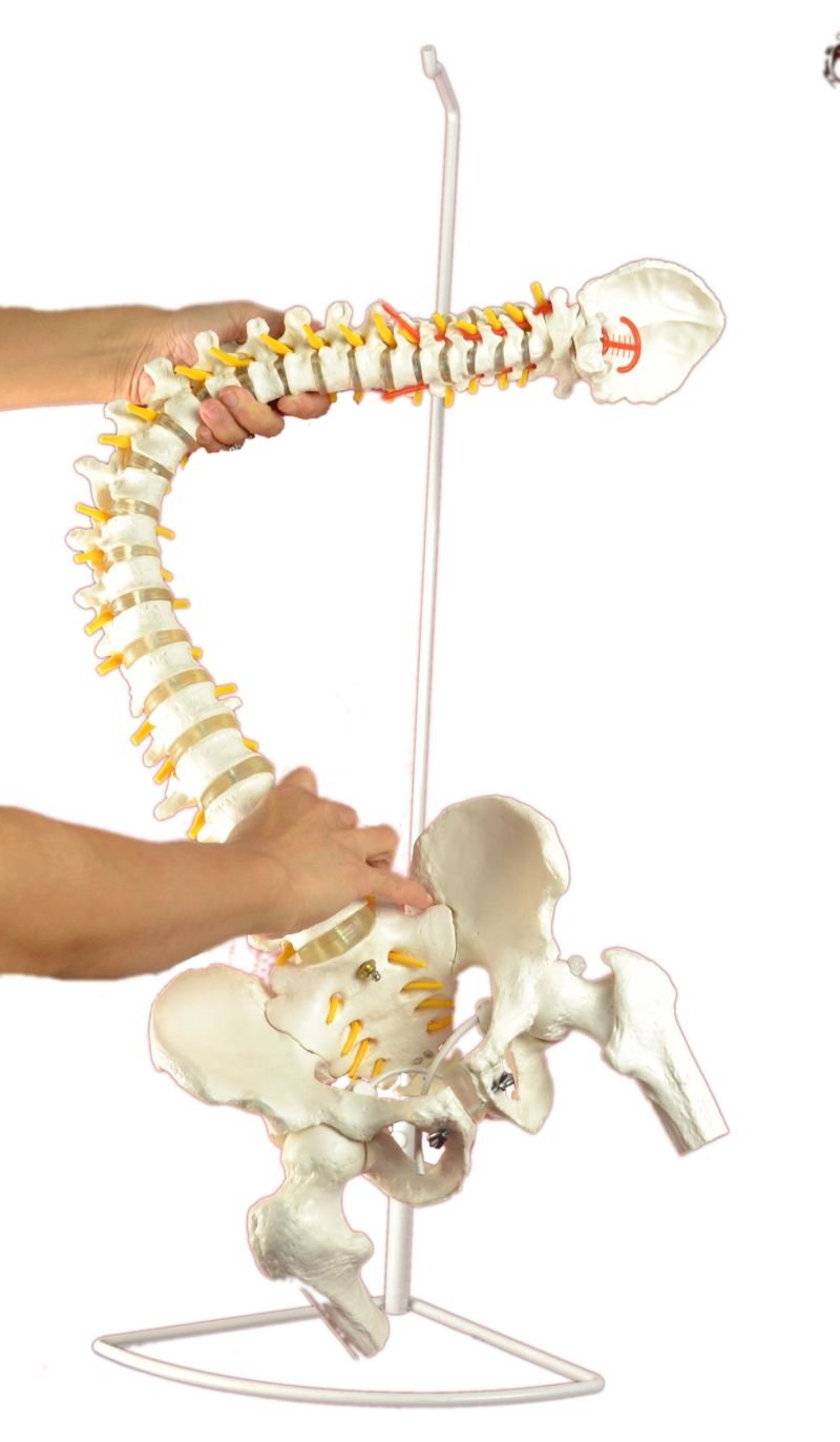 Super Flexible Spine Model with Pelvis and Femur Heads, Life Size 87cm