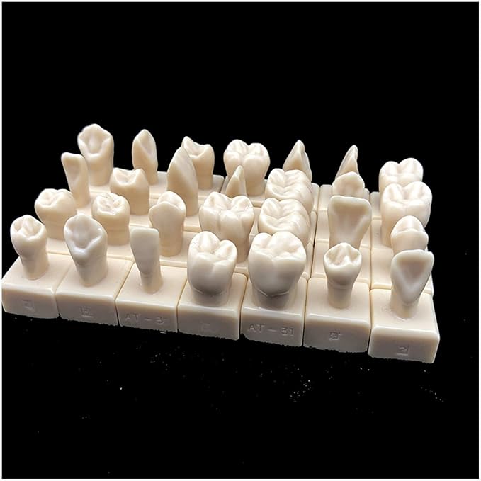 28pcs Teeth Model Dental Teeth Teaching Model 1.2 times Carving