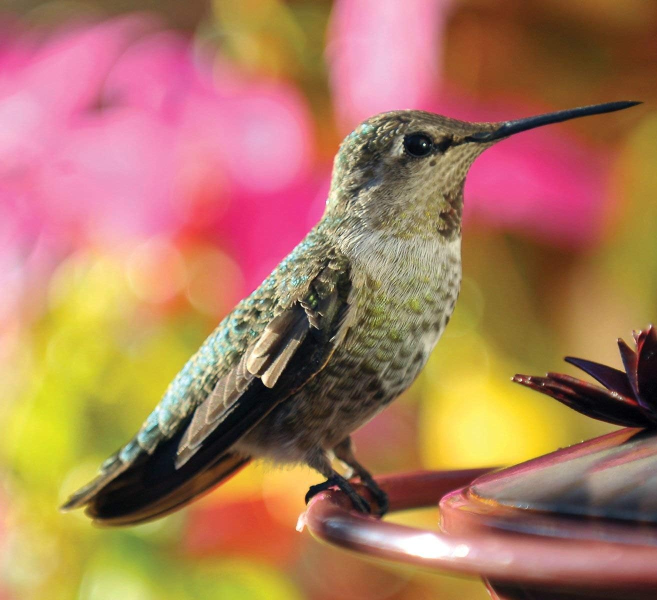 Audubon Park 1661 Hummingbird Food Nectar Powder, 2 Pack (Total 18 oz): Kitchen & Dining