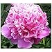 Mons. Jules Elie Peony/Peonies - 3-5 Eyes - Heavy Potted - Perennial - Each 1 Gal by Growers Solution