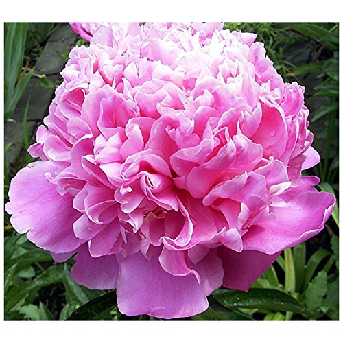 Mons. Jules Elie Peony/Peonies - 3-5 Eyes - Heavy Potted - Perennial - Each 1 Gal by Growers Solution Mons. Jules Elie Peony/Peonies - 3-5 Eyes - Heavy Potted - Perennial - Each 1 Gal by Growers Solution