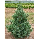 Vanderwolf Pyramid Pine - Forms a Perfect Pyramid 1 - Year Live Plant