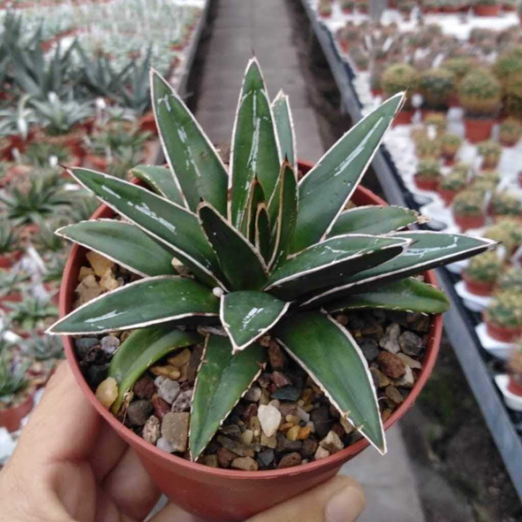 Live Plant Agave Victoriae Reginae, Queen
