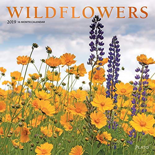 Wildflowers 2019 12 x 12 Inch Monthly Square Wall Calendar with Foil Stamped Cover by Plato, Flower