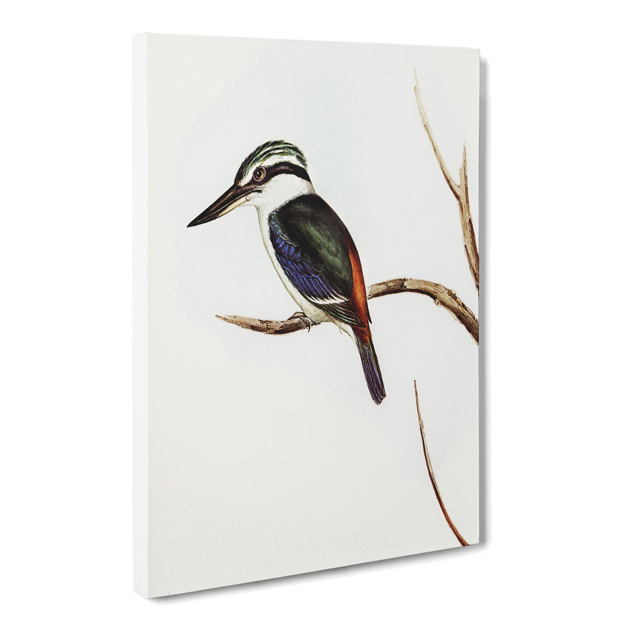 Halcyon Kingfisher By Elizabeth Gould Canvas Print | Gallery Wrapped 30mm Frame Wall Art | 20x14 inches | Ready to Hang | Retro Bird Picture | Living Room Bedroom Lounge Office
