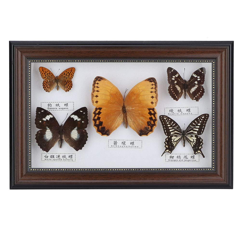Naroote Specimen, Real Butterflies Specimens Craft Gift, for Friends Lover Colleagues Family(Black frame)