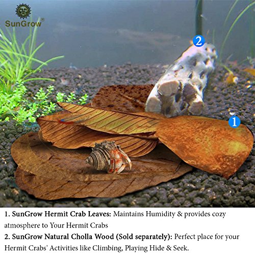 4 Hermit+Crab+Leaves+pcs+Organically