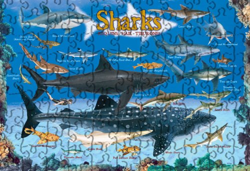 Sharks 100 Piece Jigsaw Puzzle