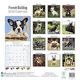 Image de French Bulldog Calendar - Breed Specific French Bulldog Calendar - 2016 Wall calendars - Dog Calendars - Monthly Wall Calendar by Avonside