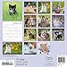 Kittens Wall Calendar (2019)