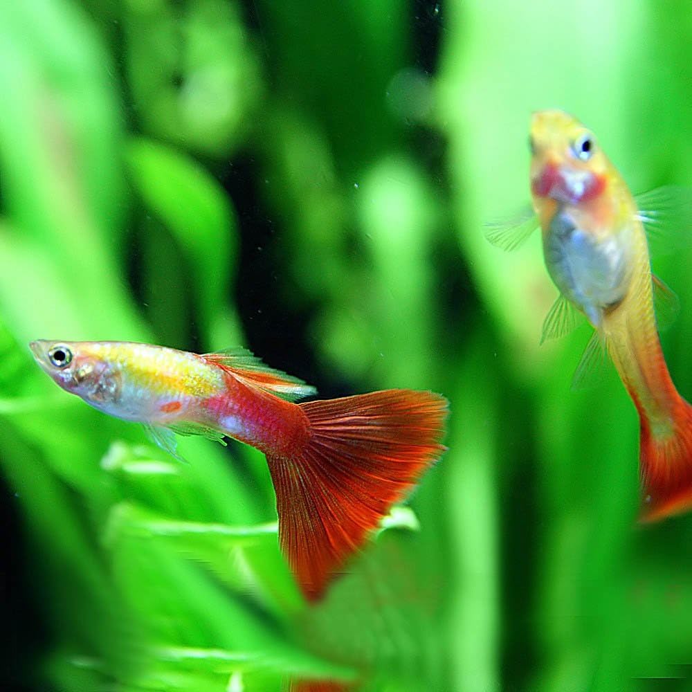 Amazon 熱帯魚 フラミンゴグッピー 外産 約3cm 3ペア 生体 生体 熱帯魚 シュリンプ 水草等 観賞魚 水中生物 通販