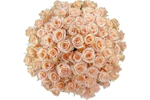 GlobalRose 100 Peach Roses Bouquet - Responsibly Sourced Roses Fresh Flowers - Hand-Picked Flowers Fresh Bouquet for Graduation, Anniversary, Birthday & Special Occasions (4 Bunches of 25 Stems)