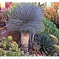 Yucca ROSTRATA Exotic Blue Color Joshua Tree Hardy Desert Caudex Cacti 4" Plant