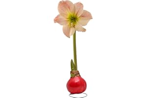 Bonnie Plants Red Waxed Cherry Blossom Amaryllis Bulb, Live Plant, Single Bulb