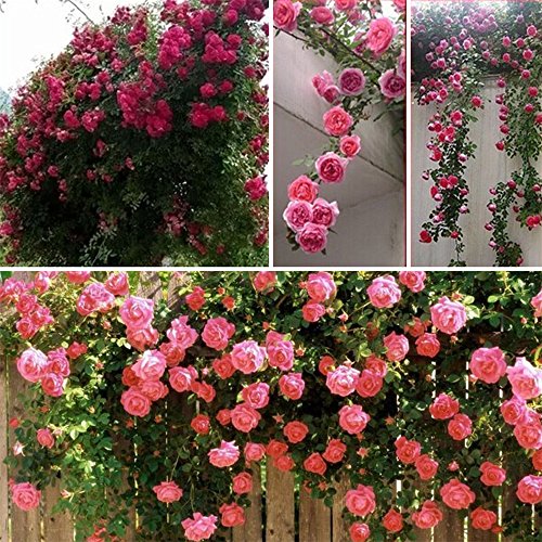 Trenton 100 Pcs Climbing Rose Seeds Garden Home Balcony Fences Decor Plants Flowers - Pink