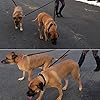 MEKEET-Bungee-Double-Dog-Coupler-Lead-No-Tangle-Two-2-Dog-Leash-and-Splitter-for-Walking-Puppy-Small-Medium-Large-dog-Black Bungee Double Dog Lead No Tangle Two 2 Dog Leash Coupler, For Walking Puppy, Small, Medium, Large dog, Adjustable 19.6…