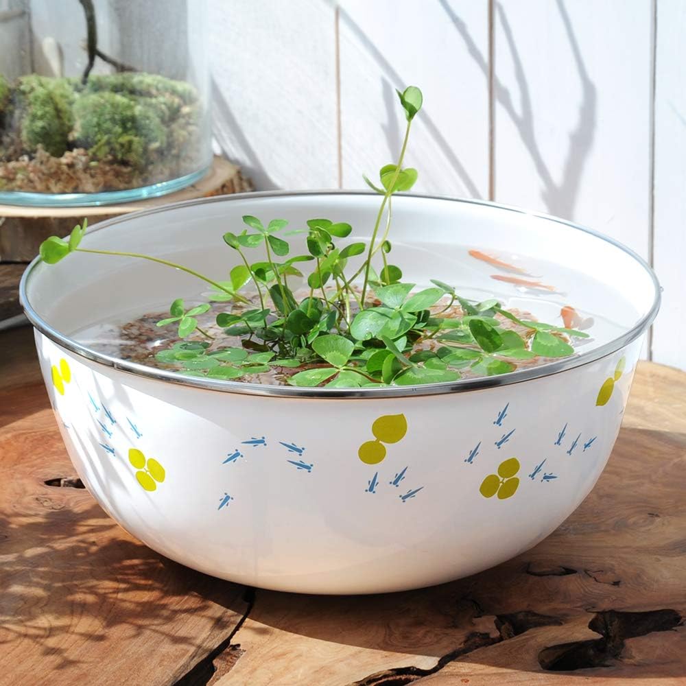 Amazon ビオトープ めだか ホーローボールとムチカ 楊貴妃メダカセット 本州四国限定 休眠株 Charm チャーム 生体水草 通販