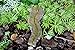 PRETMANNS Fairy Garden Accessories Kit – Miniature Walkway & Fences – 3 Pieces