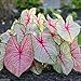 Caladium Fancy White Queen (5 Bulbs) Classsic Elegance for Shady Gardens.