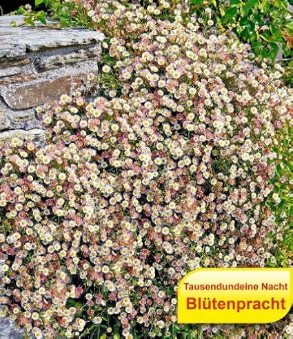 Qulista Samenhaus - 50pcs Raritäten Spanisches Gänseblümchen Tausendschön Mischung Bodendecker Blütenteppich Blumensamen wint