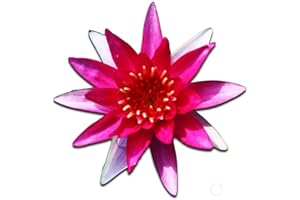 (Nymphaea Gloriosa) Hardy Water Lily Tuber Live Water Plants for Pond Balcony Porch Decorations by Greenpro